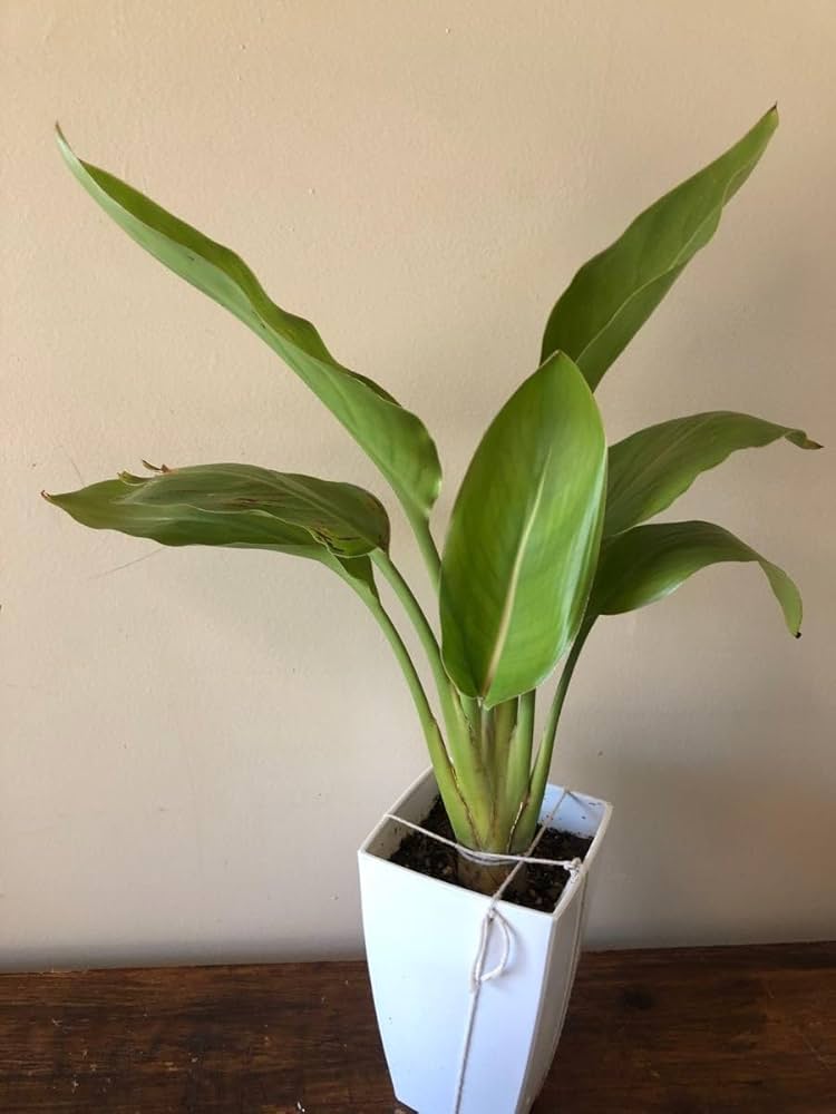 ストレリチアレギネ　鉢ごと ストレリチアレギネ 鉢ごと ストレリチアの育て方｜株分けや植え